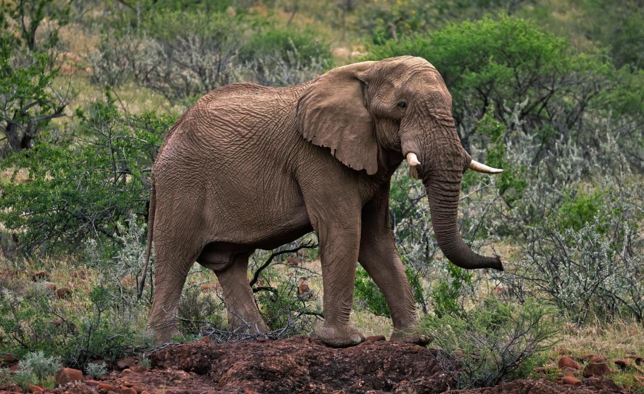 Grootberg Lodge Damaraland Bagian luar foto