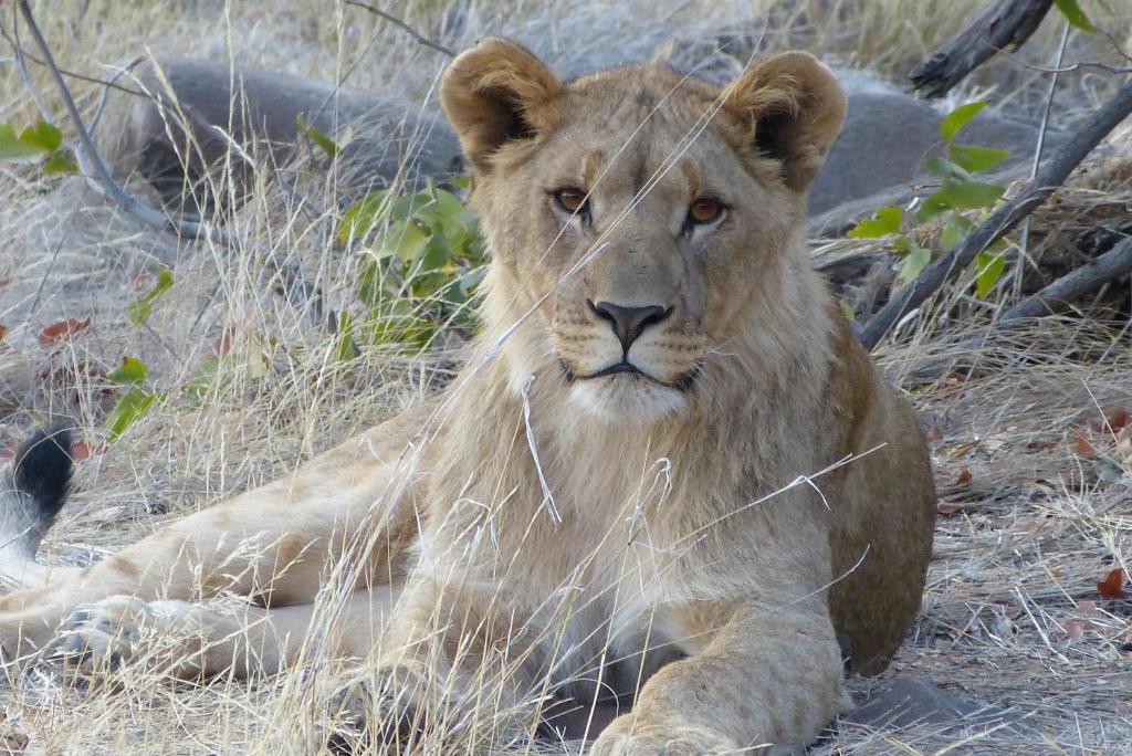 Grootberg Lodge Damaraland Bagian luar foto