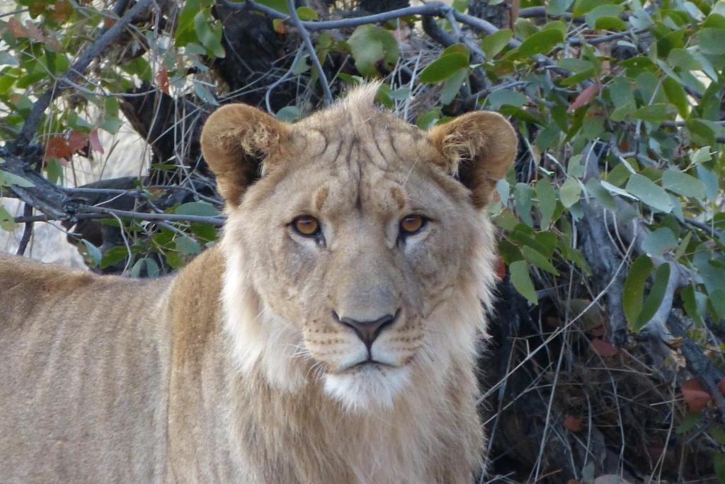 Grootberg Lodge Damaraland Bagian luar foto