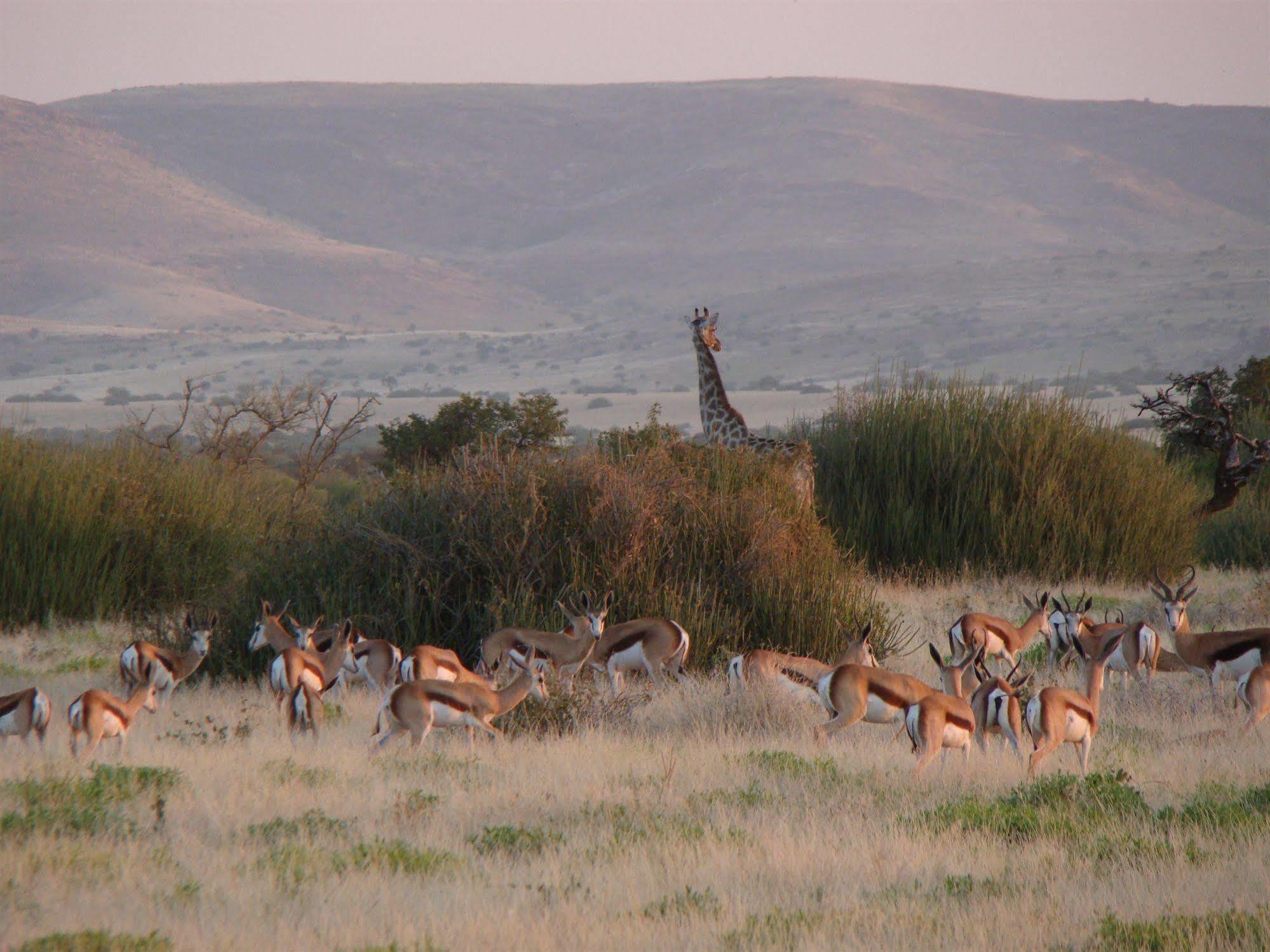 Grootberg Lodge Damaraland Bagian luar foto