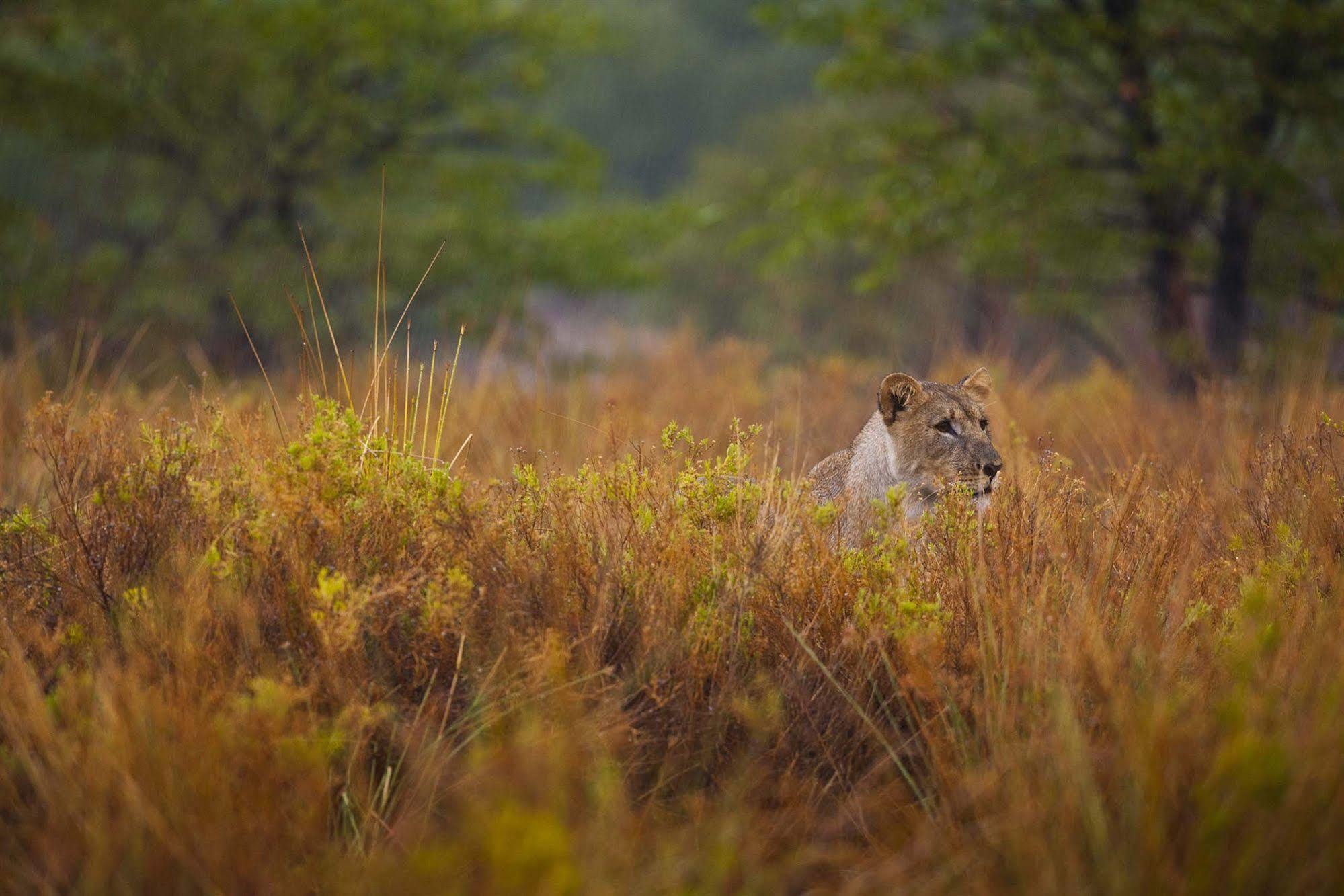 Grootberg Lodge Damaraland Bagian luar foto
